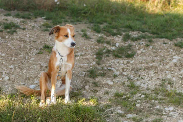 在阳光明媚的夏日 一只红白相间的小杂种狗坐在灰蒙蒙的人行道上 近照它的肖像 混乱的背景 — 图库照片