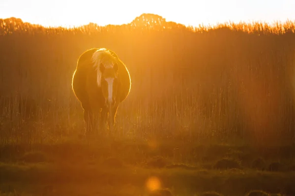 Backlit New Forest Pony Bathed In Golden Light Walking Towards The Camera At Sunrise On A Salt Marsh With Reeds Beds In The Background. Taken at Stanpit Marsh UK