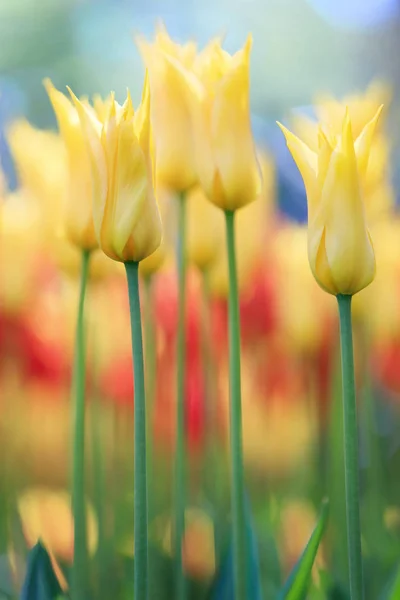 Tulipanes coloridos de Holanda — Foto de Stock