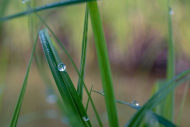Bulanık arka planda çimenlerin üzerinde çiy damlaları var.