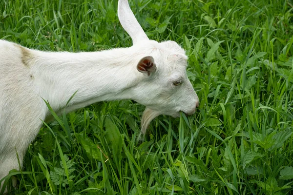 Uma Cabra Branca Jovem Pastora Grama Campo — Fotografia de Stock