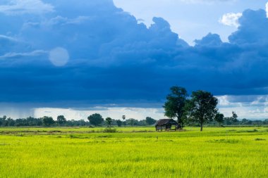 Sunset Time 'da Rice Fields' daki kulübe.