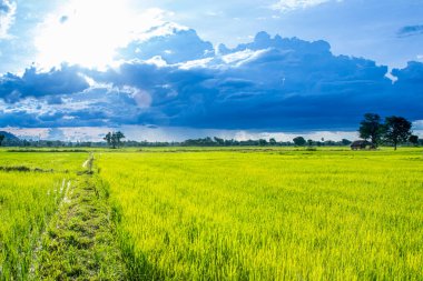 Gün batımında pirinç tarlaları