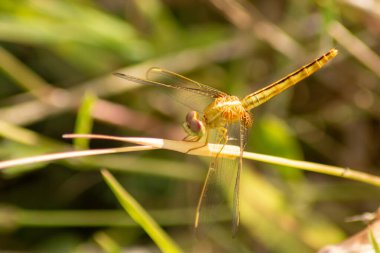 Çimlerde uçan bir yusufçuk.