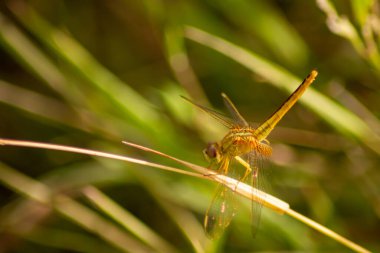Çayırdaki bir yusufçuk.