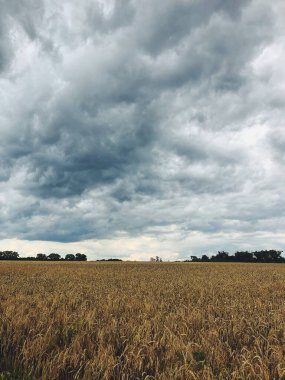 bulutlu havada bir arpa tarlası manzarası
