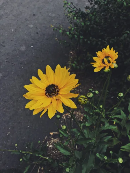 Yaz Sarısı Çiçekleri Kapanıyor — Stok fotoğraf