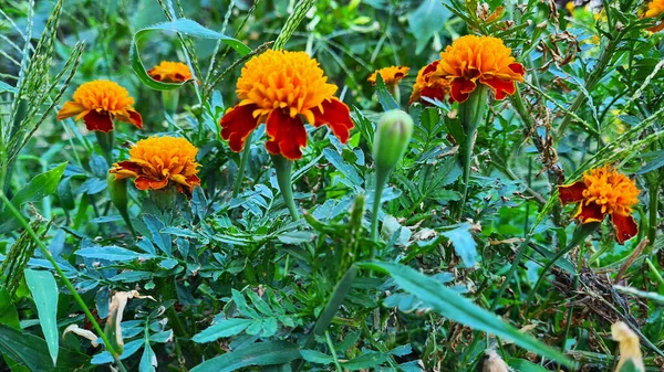 Kadife çiçekleri. Güzel bahçe