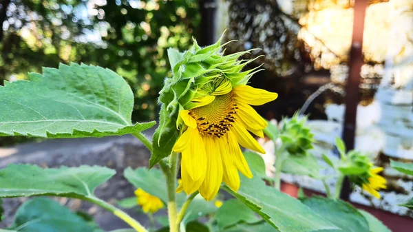 Güzel ayçiçeği. Parlak güneşli bir gün.