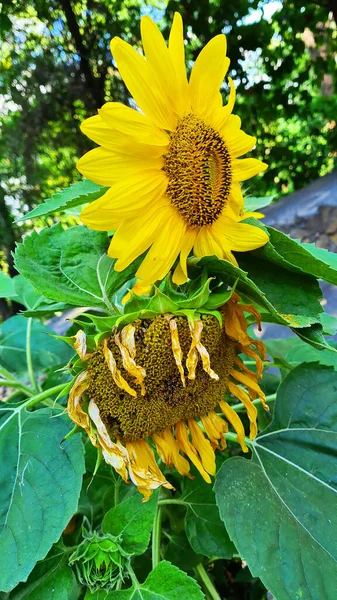 Güzel ayçiçeği. Parlak güneşli bir gün.