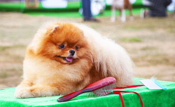 Güzel köpekler. Nazik gözler. Mutluluk