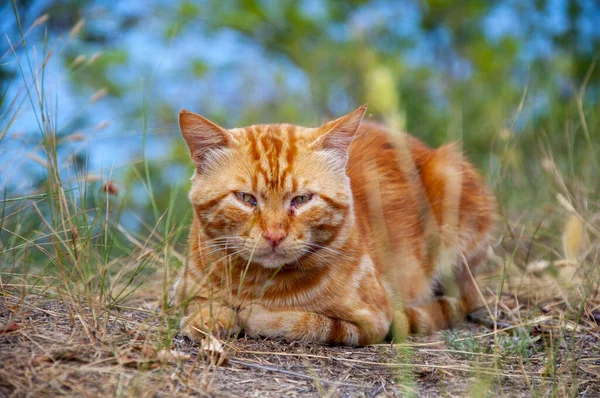 Turuncu kedi. Nazik gözler. Çizgili kuyruk.