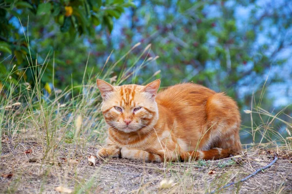 Orange cat. Kind eyes. Striped tail.