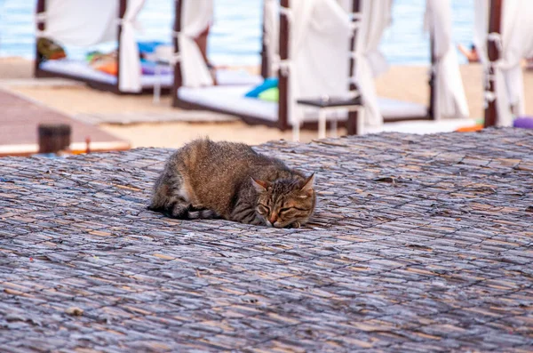 Turuncu kedi. Nazik gözler. Çizgili kuyruk.