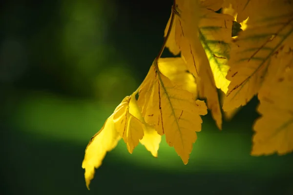 Sarı yapraklar. Güzel sonbahar. Doğa