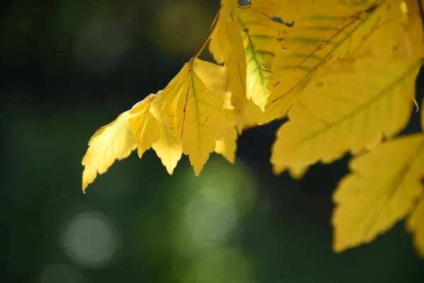 Sarı yapraklar. Güzel sonbahar. Doğa