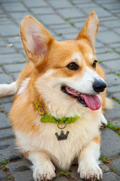 Galés Corgi Ojos Bonitos Felicidad —  Fotos de Stock