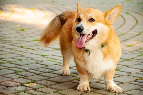Galli Corgi. Nazik gözler. Mutluluk