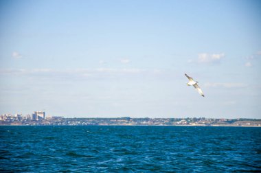 Denizde güzel bir ufuk. Dalgalar. Denizde güneşli bir gün.