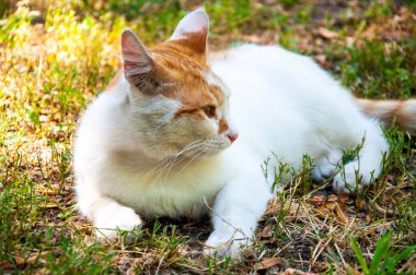 Güzel beyaz kızıl kedi çimlerin üzerinde dinleniyor