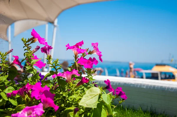 Denizin arka planında pembe çiçekler