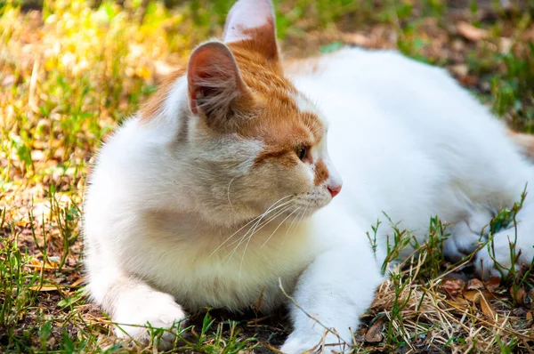 Güzel beyaz kızıl kedi çimlerin üzerinde dinleniyor