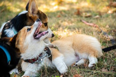 Galli Corgi. Turuncu köpekler. Kraliyet çoban köpeği cinsi