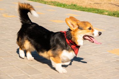 Galli Corgi. Turuncu köpekler. Kraliyet çoban köpeği cinsi