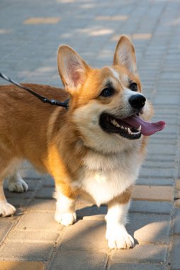 Galli Corgi. Turuncu köpekler. Kraliyet çoban köpeği cinsi