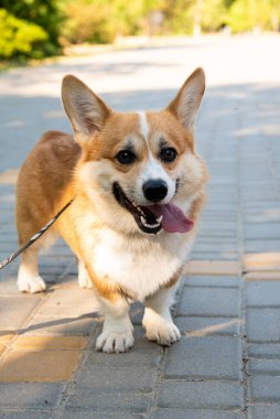 Galli Corgi. Turuncu köpekler. Kraliyet çoban köpeği cinsi