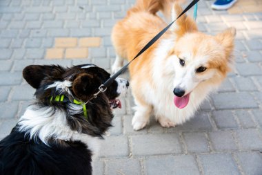 Galli Corgi. Turuncu köpekler. Kraliyet çoban köpeği cinsi
