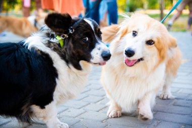 Galli Corgi. Turuncu köpekler. Kraliyet çoban köpeği cinsi