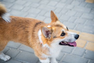 Galli Corgi. Turuncu köpekler. Kraliyet çoban köpeği cinsi