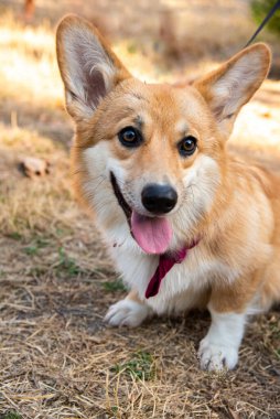 Galli Corgi. Turuncu köpekler. Kraliyet çoban köpeği cinsi