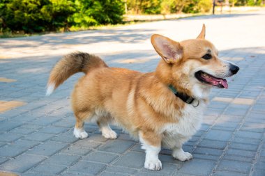 Galli Corgi. Turuncu köpekler. Kraliyet çoban köpeği cinsi