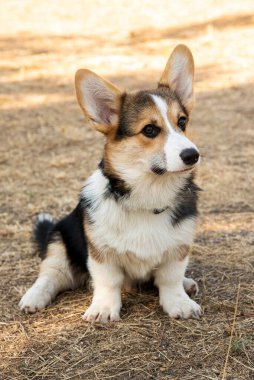 Galli Corgi. Turuncu köpekler. Kraliyet çoban köpeği cinsi