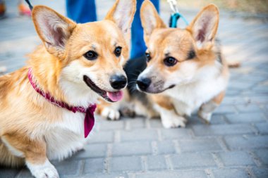 Galli Corgi. Turuncu köpekler. Kraliyet çoban köpeği cinsi