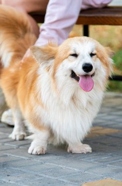 Galli Corgi. Turuncu köpekler. Kraliyet çoban köpeği cinsi