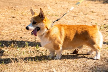 Galli Corgi. Turuncu köpekler. Kraliyet çoban köpeği cinsi