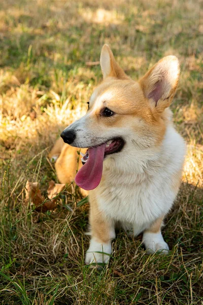 Corgi Galés Perros Naranja Real Pastor Perro Crianza — Foto de Stock