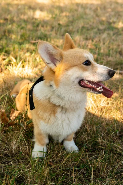 Galli Corgi. Turuncu köpekler. Kraliyet çoban köpeği cinsi