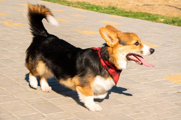 Corgi Galés Perros Naranja Real Pastor Perro Crianza —  Fotos de Stock