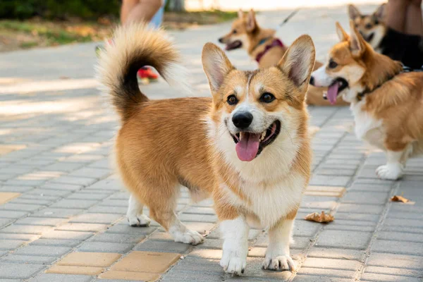 Galli Corgi. Turuncu köpekler. Kraliyet çoban köpeği cinsi