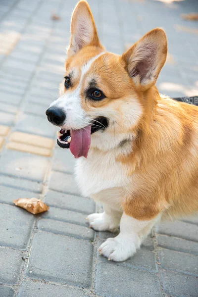 Galli Corgi. Turuncu köpekler. Kraliyet çoban köpeği cinsi