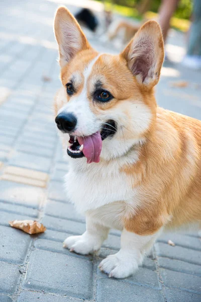 Galli Corgi Turuncu Köpekler Kraliyet Çoban Köpeği Cinsi — Stok fotoğraf