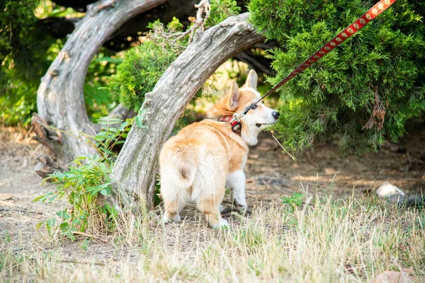 Galli Corgi. Turuncu köpekler. Kraliyet çoban köpeği cinsi