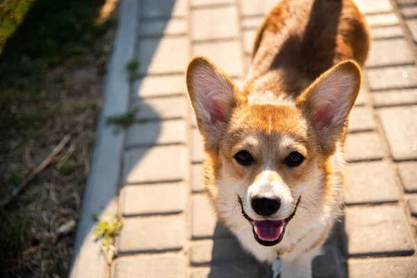Galli Corgi. Turuncu köpekler. Kraliyet çoban köpeği cinsi