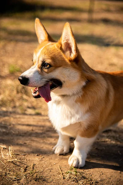 Galli Corgi. Turuncu köpekler. Kraliyet çoban köpeği cinsi