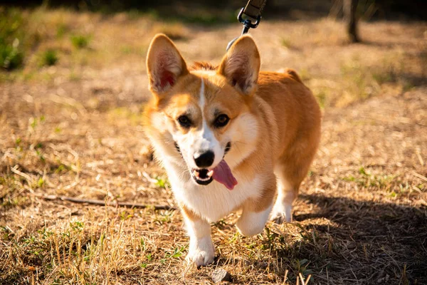 Galli Corgi. Turuncu köpekler. Kraliyet çoban köpeği cinsi