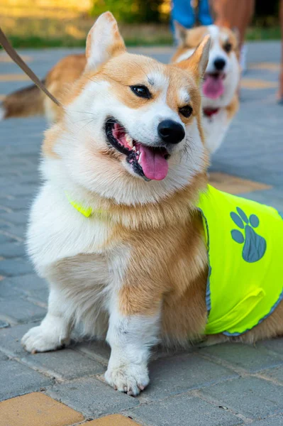 Corgi Galés Perros Naranja Real Pastor Perro Crianza —  Fotos de Stock